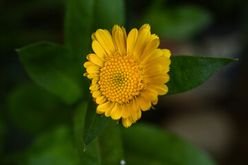 Beauty of nature in sun flowers