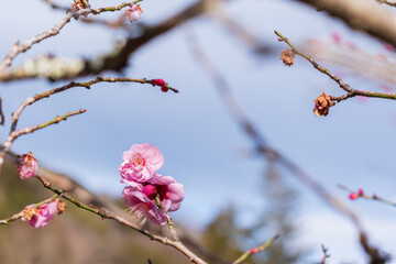 紅梅の花　早春イメージ
