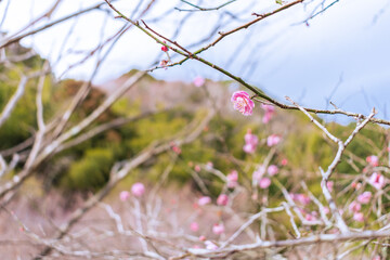 紅梅の花　早春イメージ