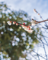 白梅の花　早春イメージ