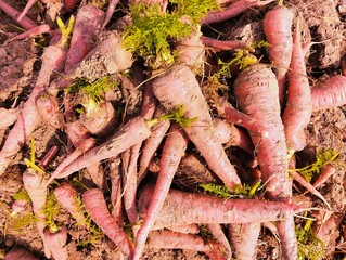 Carrots freshly harvested red carrot root vegetable unearthed food raw fresh juicy organic...