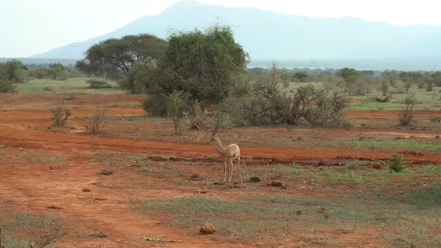 Antilopa in savannah african safari stanting new green bushes