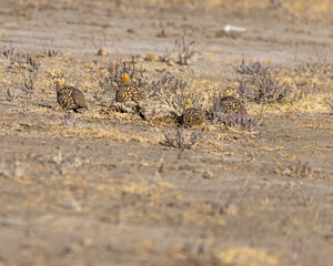 Sand Grouse in a desert enjoying