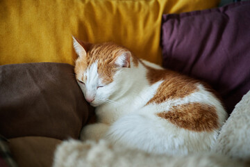 Cute tabby white-ginger cat sleeping on sofa with yellow and purple pillows. Funny home pet. Concept of relaxing and cozy wellbeing. Sweet dream. High quality photo