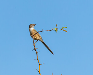 Common Babbler resting on a tree