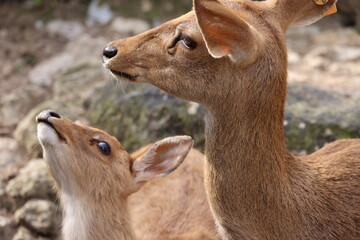 deer