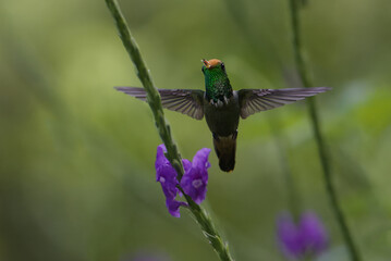 Flying Rufous-crested Coquette (Lophornis delattrei), Manu National Park cloud forest, Peru