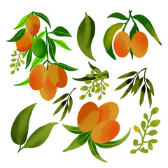 Vector Mango in watercolor collection with flower and leaf with branch