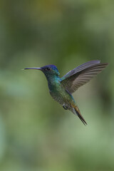 Golden-tailed Sapphire (Chrysuronia oenone) in flight, Manu National Park, Peruvian Amazon Cloud Forest, Peru