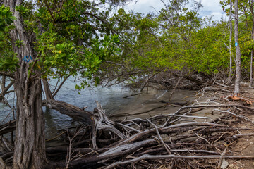 Fototapeta na wymiar Mangrove in Martinique