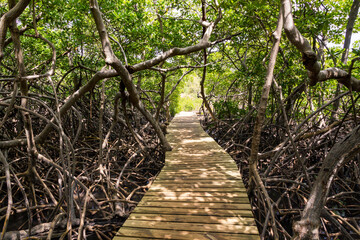 protected mangrove area in Martinique