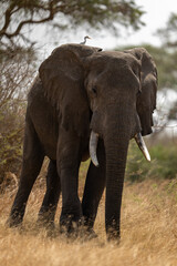 Fototapeta na wymiar Big Male Elephant standing in Murchinson Falls National Park