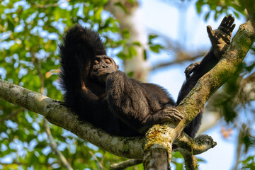 Fototapeta premium chimpanzee in Kibale national park uganda relaxing on a tree