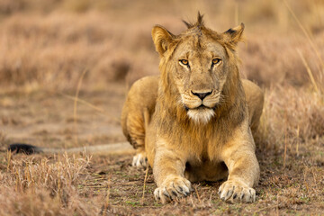 Lion laying around in uganda queen Elizabeth national park