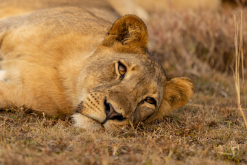 Lion laying around in uganda queen Elizabeth national park