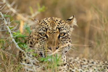 Naklejka na ściany i meble Leopard portrait behind branch in queen Elizabeth national park in uganda
