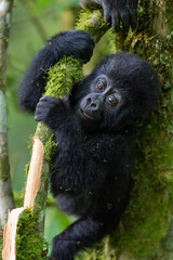 Baby Gorilla of one year playing