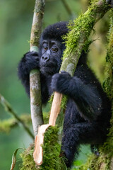 Baby Gorilla of one year playing