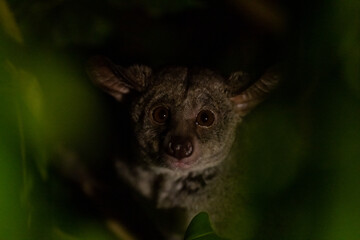 Bush Baby in the Tree during night