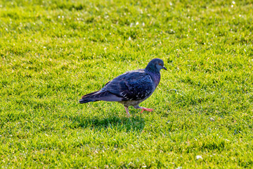 Pigeon Walking on Green Grass - A Peaceful Image of Nature