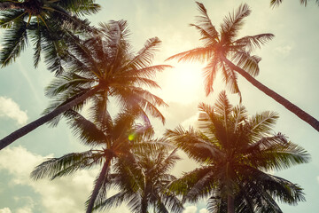Fototapeta na wymiar Coconut palm trees on clody sky background. Low Angle View. Toned image.
