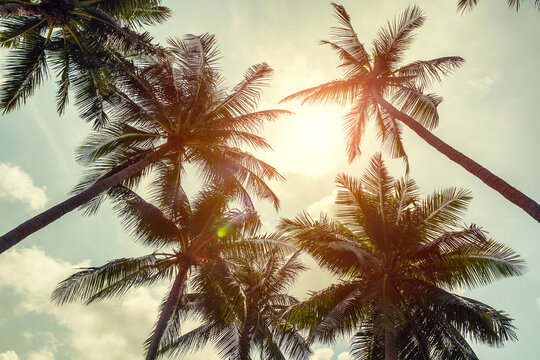 Coconut palm trees on clody sky background. Low Angle View. Toned image.