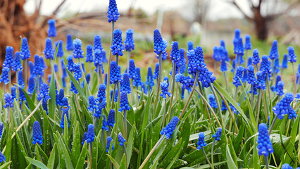Blue flowers Muscari on a green background
