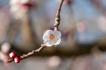 branch of a willow