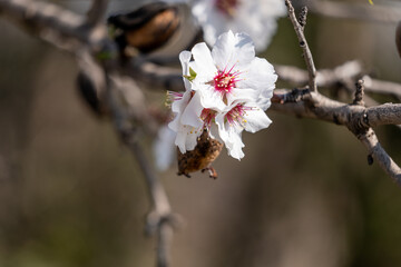bee on a flower