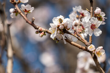 blooming cherry tree