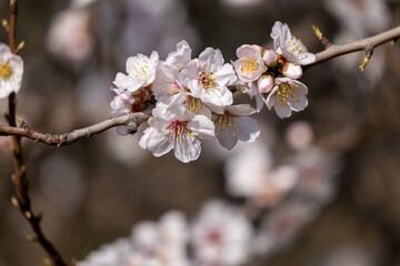 Obraz premium blossom in spring