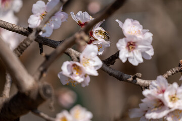 blooming tree