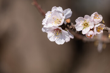 cherry tree blossom