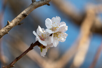 blooming tree