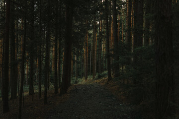 path in a dark austrian forest