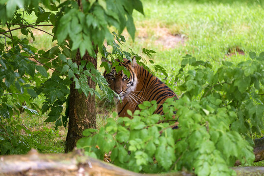 Sumatran tiger female look back in the rain in wild nature of Gunung Leuser National Park. Young tigress stands hidden in the rainforest and looking around frightened. Panthera tigris sondaica