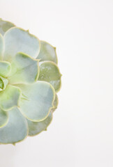 Macro on succulent plant isolated on white background