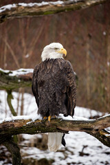 Bald eagle is perched on a dead tree branch and his head is turned to the side. Winter scene from...