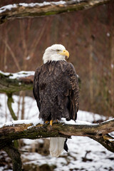 Bald eagle is perched on a dead tree branch and his head is turned to the side. Winter scene from nature with Haliaeetus leucocephalus sitting on a snowy branch. National bird United States of America