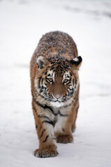 Young amur tiger walking in deep snow with snowy fur. Siberian tiger cub in snowstorm. Sikhote-Alin Nature Reserve in Russia’s Far East. Evening scene with frosty wind from big cat environment.