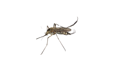 mosquito insect isolated