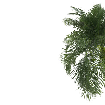 Green palm leaf isolated on transparent background. Summertime. Rest for the holidays. 3d render