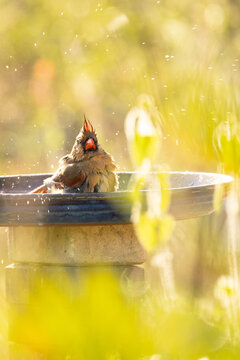 A female northern cardinal (Cardinalis cardinalis) splashing in a bird bath in Sarasota, Florida