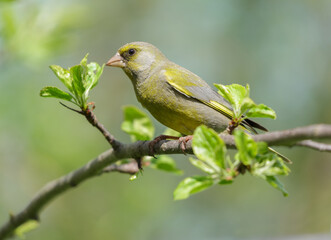 Little bird sitting on the branch of tree. The greenfinch