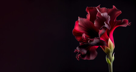 Dark red hibiscus flower in black background generative ai