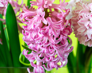 beautiful pink hyacinths, harbingers of spring, happy holidays