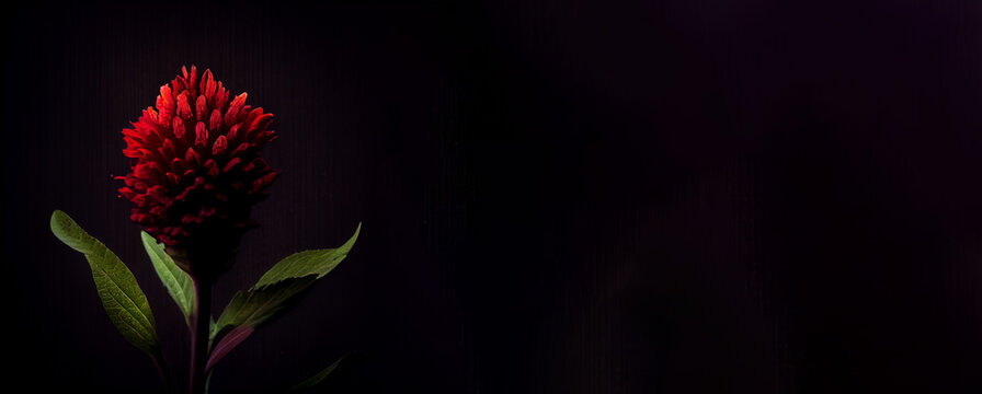 dark red celosia bloom flower in black background generative ai