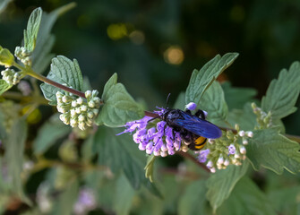The large Scolia wasp collects nectar on the inflorescence of a flower