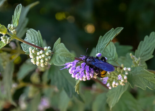 The large Scolia wasp collects nectar on the inflorescence of a flower