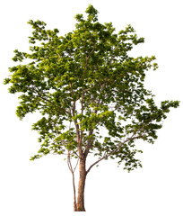 PNG tree with removed original background for easy to drag and drop in new project